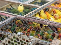 -青石桥花鸟鱼虫市场(叠翠城店)