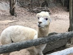 -清迈夜间动物园