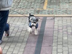 -瑞派康怡24h宠物医院·犬猫医疗中心·微创绝育(瑞景分院)