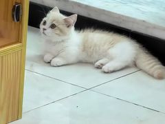 -小猫来了猫舍(福田店)