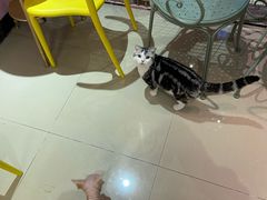 -70cat德文卷毛猫·缅因猫纯种猫舍