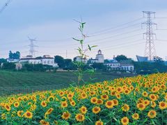 -紫颐香薰山谷景区