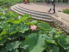 -南翠屏公园
