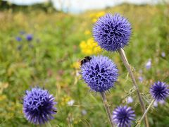 -白草畔自然风景区
