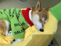 -逗柴咖啡屋·狗咖猫咖宠物桌游