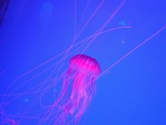 -芜湖新华联大白鲸海洋公园