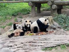 -都江堰中华大熊猫苑