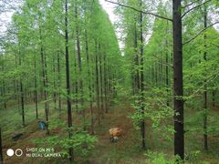 -黄海国家森林公园