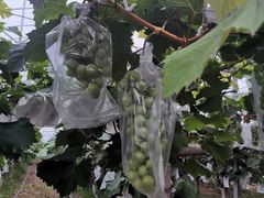 -马陆小张葡萄园农家乐