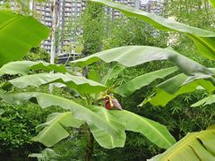 -顺德渔村·岭南一号