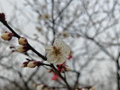-香雪海