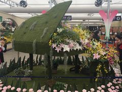 -荷兰花海