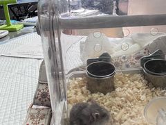 -爱侣宠医·鹦鹉专科·小型哺乳类·异宠专科(灵石路店)