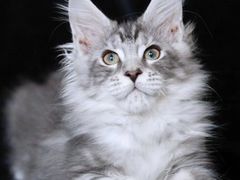 -十年猫舍·猫咪专门店(普陀店)
