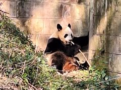 -维也纳酒店(成都春熙路李家沱地铁站店)