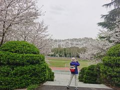 -武汉大学-樱园