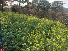 -天适樱花悠乐园