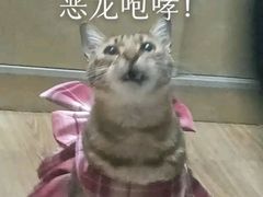 -博特宠物医院24h犬猫全科.骨科·异宠