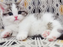 -momokira米努特·德文卷毛猫·棉花面纱犬