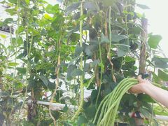 android_upload_pic-丫丫蟹庄·苏式园林农家乐·阳澄湖大闸蟹(阳澄湖莲花岛店)