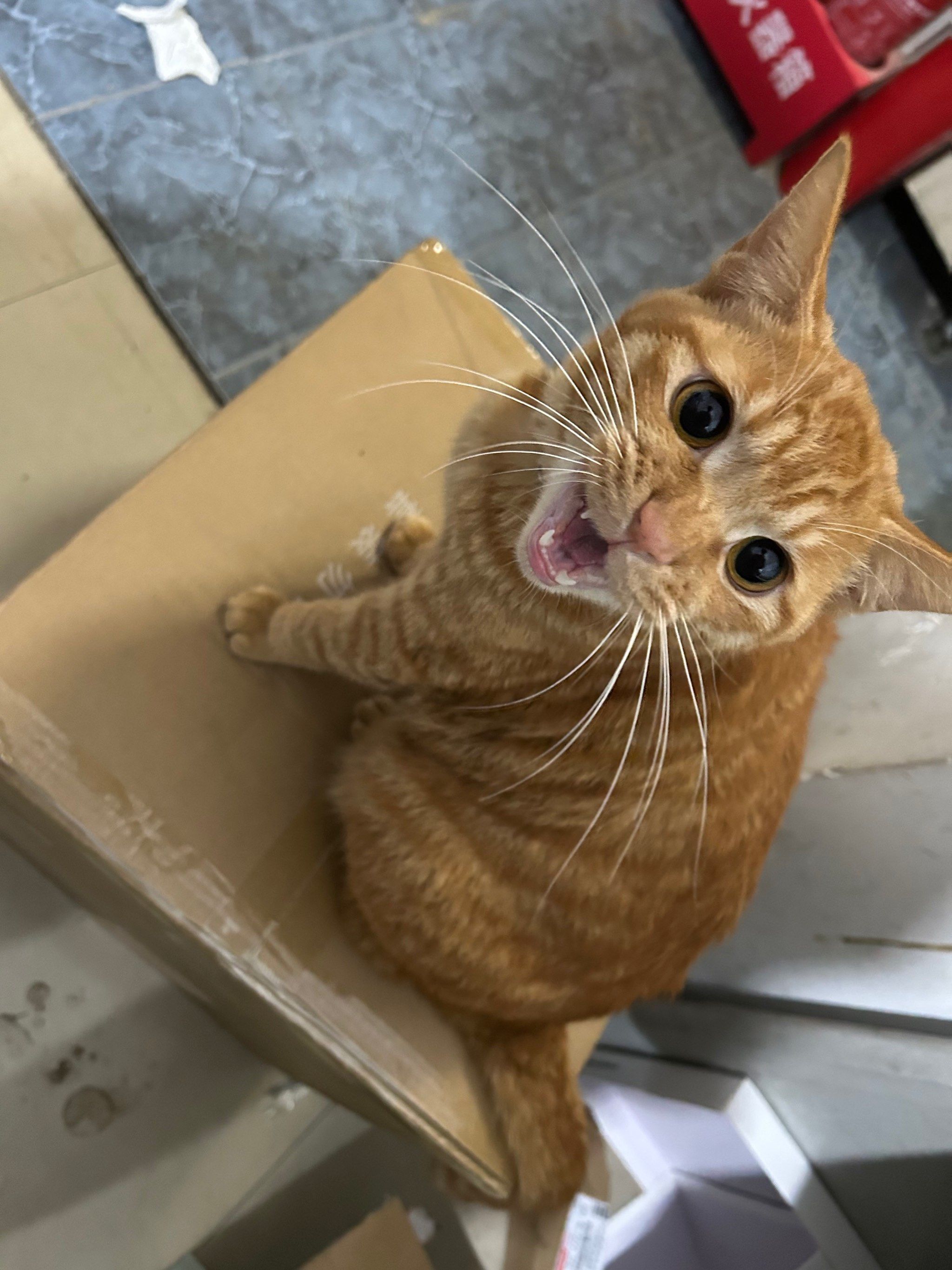 大橘为重的橘猫