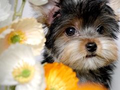 -翊宠yipet猫狗购宠庄园犬舍•猫舍