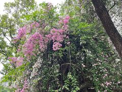 -深圳国际园林花卉博览园