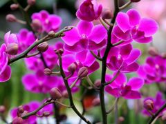 -秦美花卉(天朗·莱茵小城2期店)