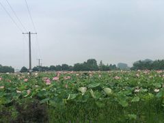 -陶辛水韵