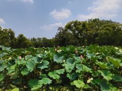 -西溪国家湿地公园