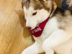 -Husky Go! 哈士奇体验馆·宠物咖啡厅狗咖