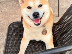 -柴犬高等学院·狗咖·柴犬售卖·宠物训练