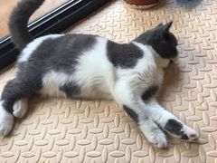 -李小姐の猫咖啡馆(五角场店)