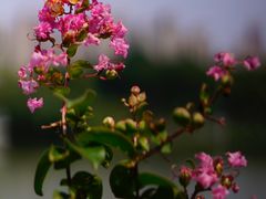 -白塘生态植物园