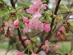 -天适樱花悠乐园