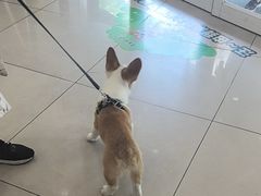 -艾贝尔宠物医院 ·中兽医·宠保定点(北门桥店)