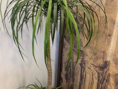 -苏州老字号·苏面斋·秃黄油·三虾面苏式面馆