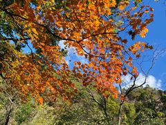 -天女山森林公园