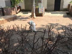 -合肥野生动物园