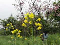 景点-天适樱花悠乐园