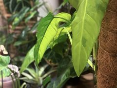 -Rabbit Cafe私房西餐甜点咖啡(栖霞路店)