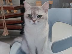 -豆逗聊愈猫阁Easy Life