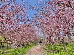 -上海共青森林公园