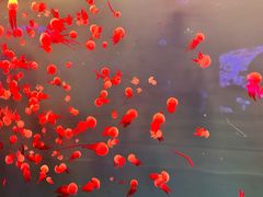 -多彩贵州城极地海洋世界