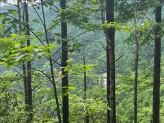 -莫干山风景区