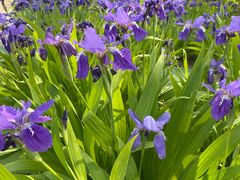 -济南国际园博园