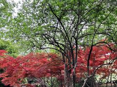 -扬州大运河文化旅游度假区·盆景园