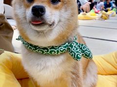 -逗柴咖啡屋·狗咖猫咖宠物桌游
