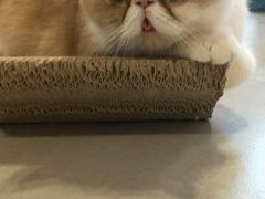 -三花喵·撸猫购宠·宠物生活馆(虹桥南丰城店)