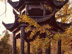-千年银杏谷文化旅游区